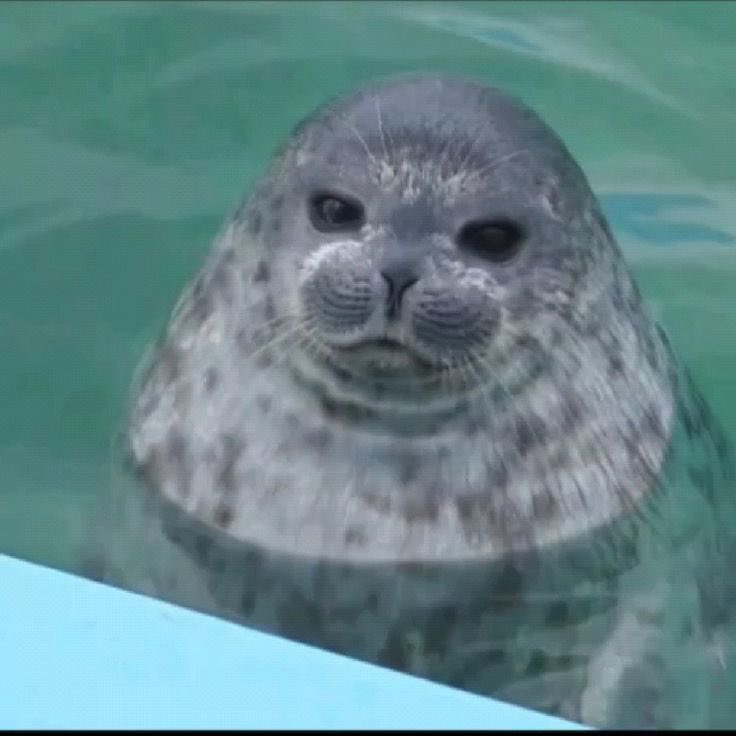 jade 🦭 tweet media