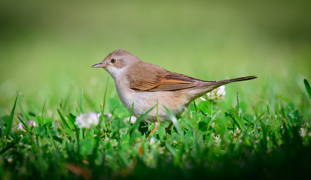 dparody's tweet image. Whitethroat #birding