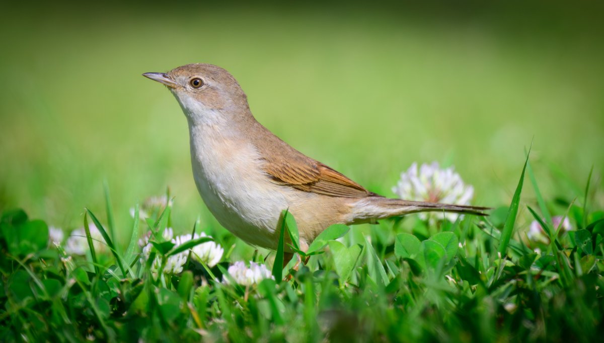 dparody's tweet image. Whitethroat #birding