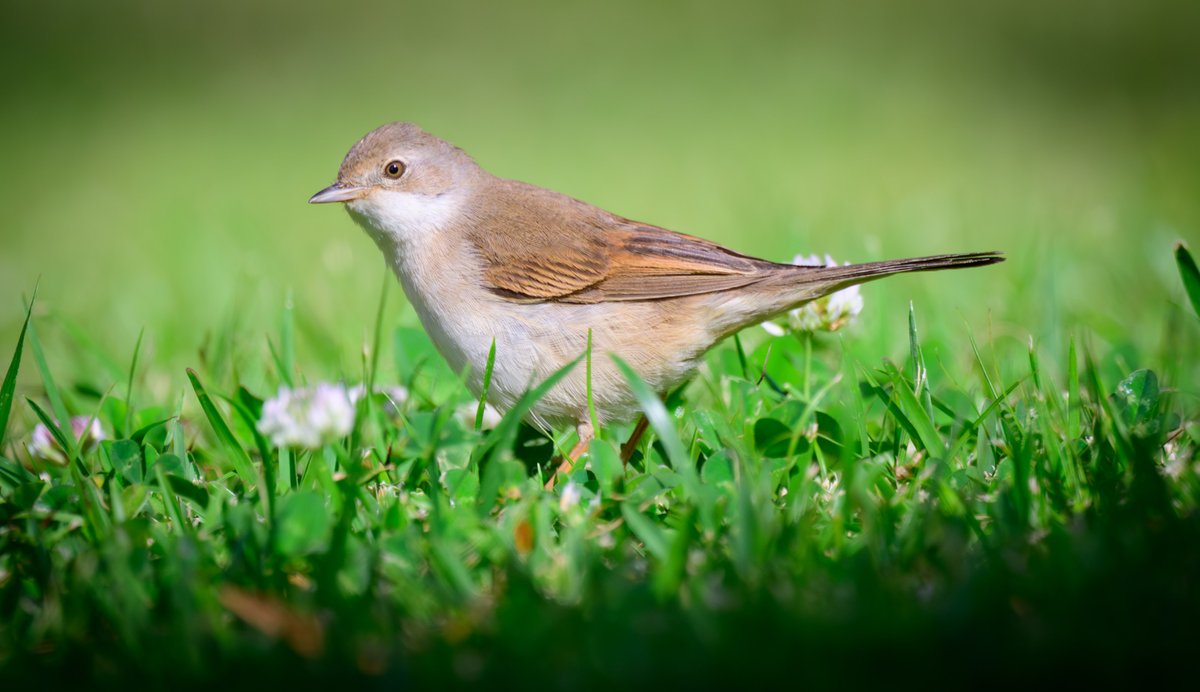 dparody's tweet image. Whitethroat #birding