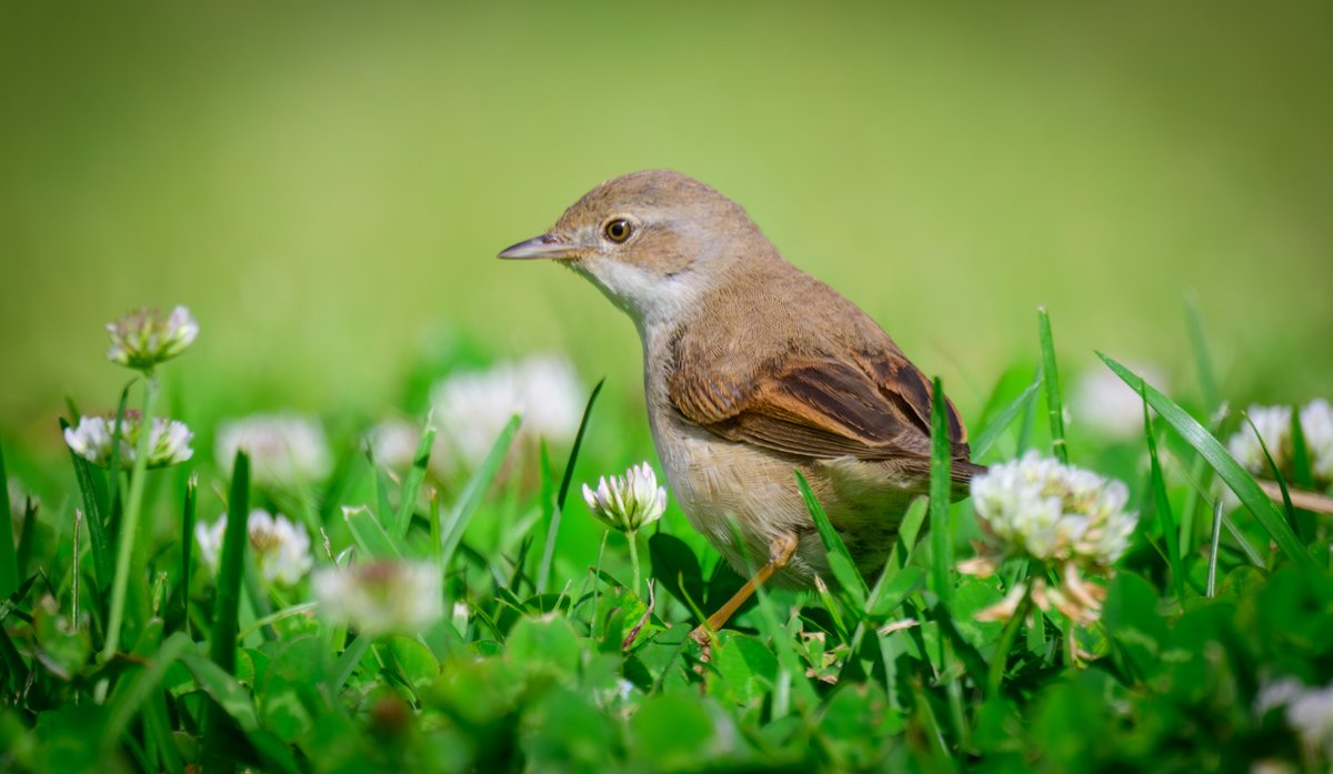 dparody's tweet image. Whitethroat #birding