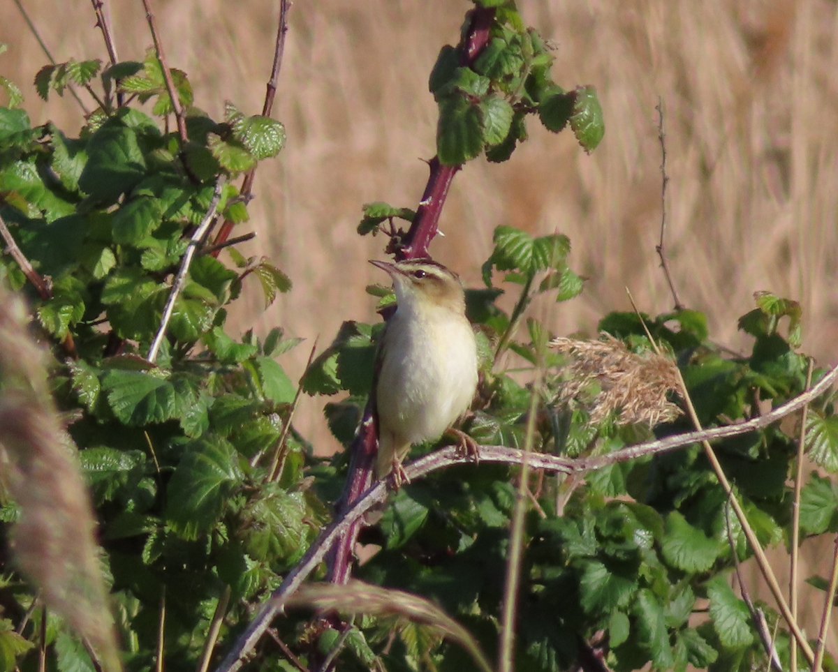 DavidKentNature's tweet image. Been a good week for birds - Sedge Warblers, booming Bittern, Spoonbills, Cuckoo calling, Garden Warbler, lots of Common Whitethroat, Swallows and of course Nightingale's. Mostly not performing for the camera, but early days.
#birds #kent