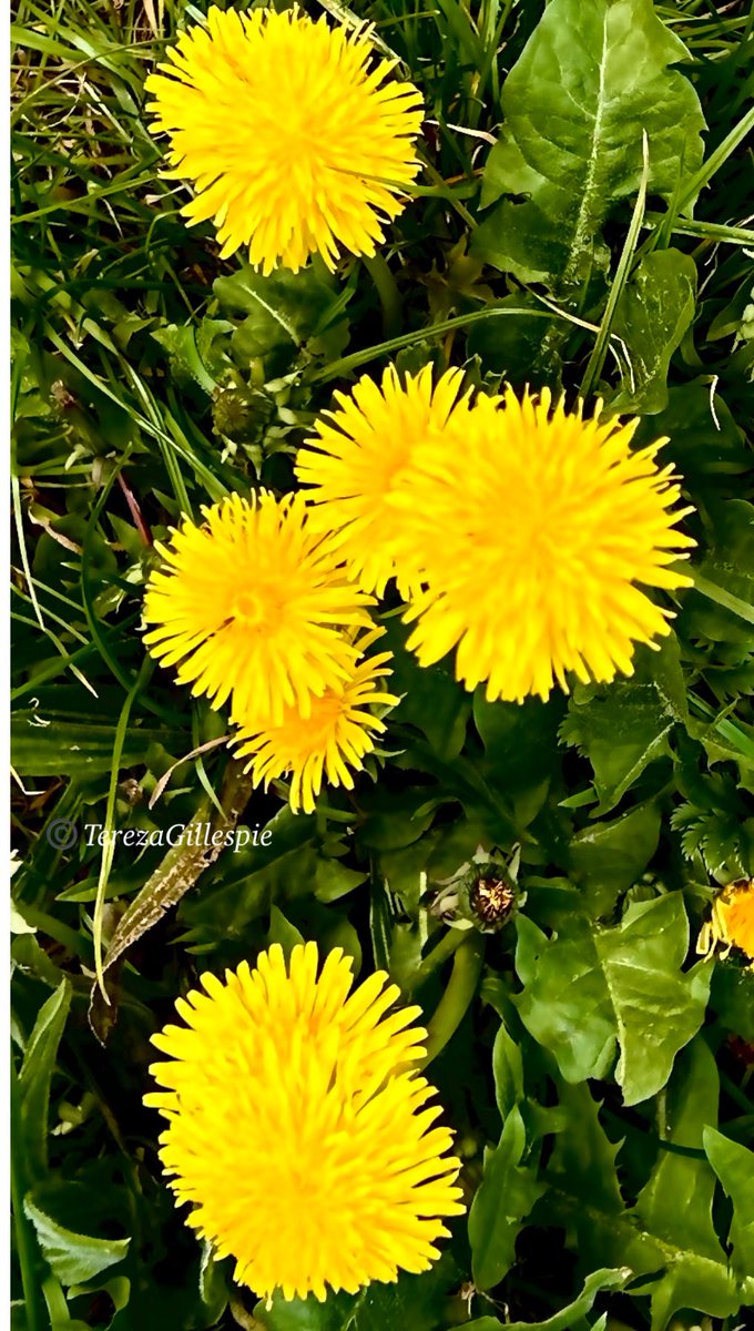 TBGTNT's tweet image. #HappySunday 
I wish all my beautiful friends a #blessed &amp;amp; #peaceful day.

🕊️🌼🦋🪷💛🪷🦋🌼🕊️

#Spring #Wildflowers #Dandelions   #PeacefulMoments #SpreadLove 

📸@TBGTNT
