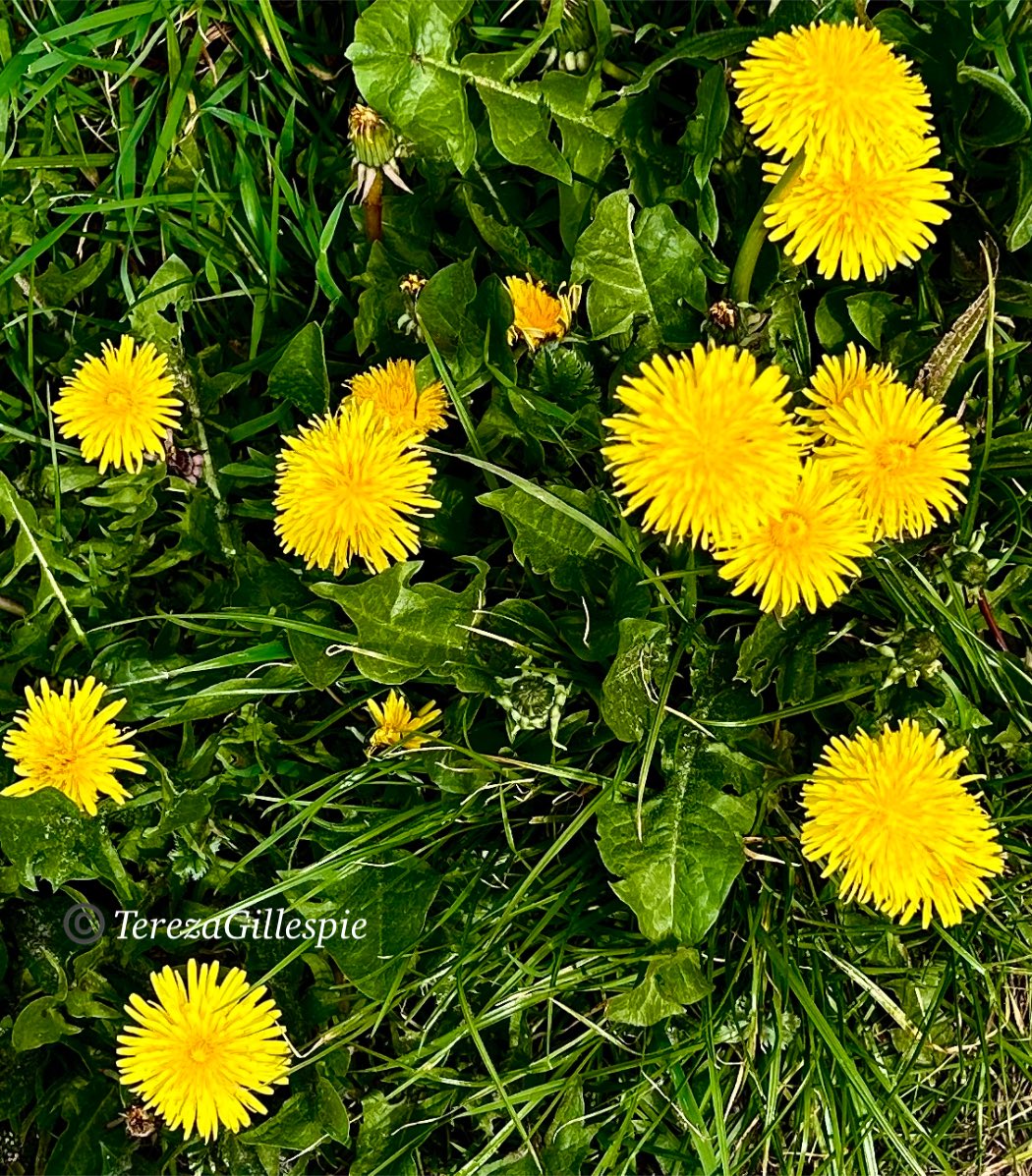 TBGTNT's tweet image. #HappySunday 
I wish all my beautiful friends a #blessed &amp;amp; #peaceful day.

🕊️🌼🦋🪷💛🪷🦋🌼🕊️

#Spring #Wildflowers #Dandelions   #PeacefulMoments #SpreadLove 

📸@TBGTNT