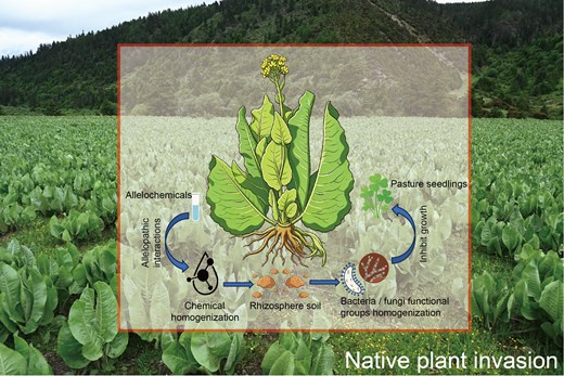 JPlantEcol's tweet photo. 【🎉Latest accepted article】
#NativePlantInvasion mediates coupled homogenization of #SoilMetabolomes and microbial functional groups on the Qinghai-Tibetan Plateau
#AlphaDiversity | #BetaDiversity | #BioticHomogenization
@CAS__Science @MaximumAcademic
https://t.co/qTd3x01Aua https://t.co/2ZUBwbDDaH
