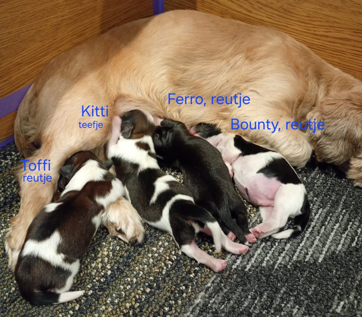 M_C1976's tweet image. Ze heeft het weer fantastisch gedaan. Nu 8 weken genieten van dit heerlijke nestje😇. De tijdelijke namen vanuit het thema 'chocola' dit keer😅
#puppy #shitzu