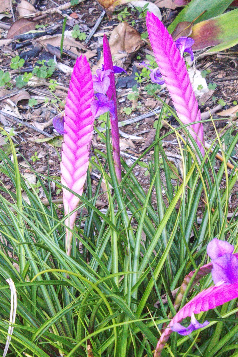 woodiechef's tweet photo. #AlphabetChallenge #WeekPForPurple https://t.co/WMp6kg8BgN