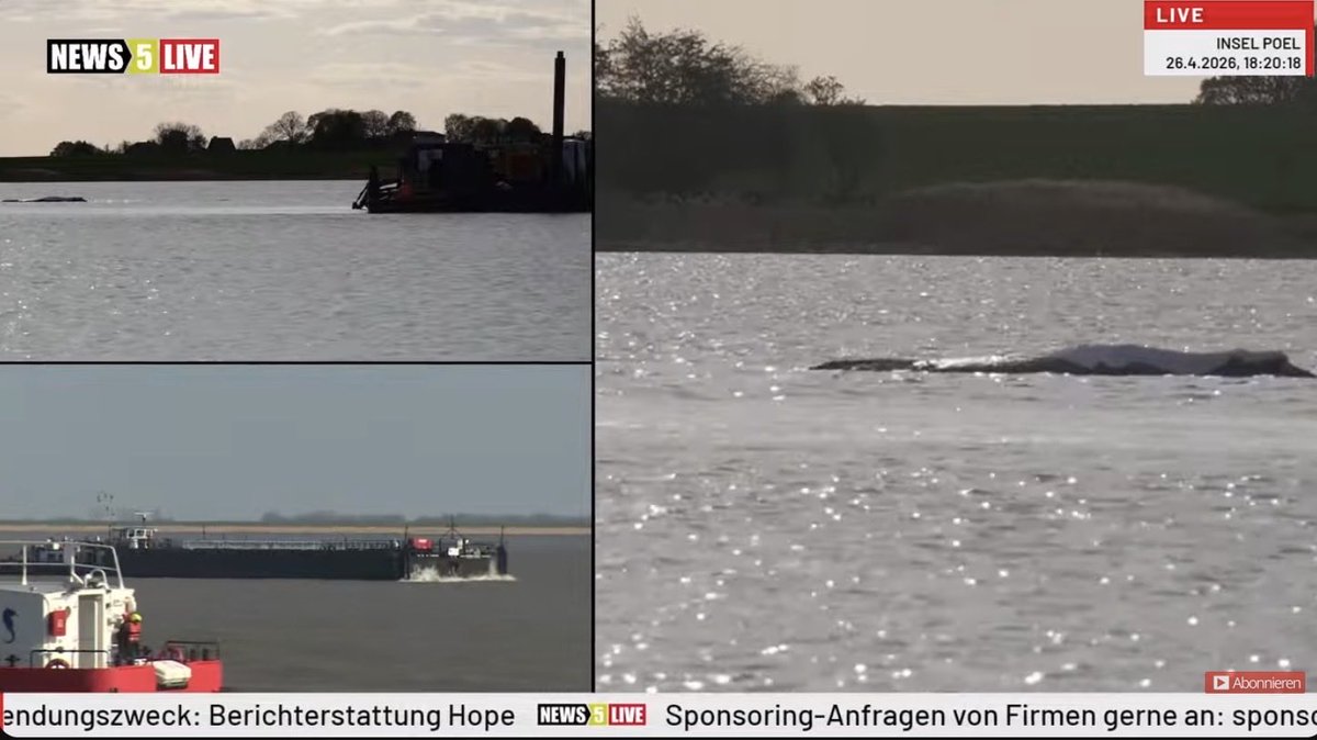 +++🐾 Der Terrier 🐾 +++ 🐶 🐋 tweet media