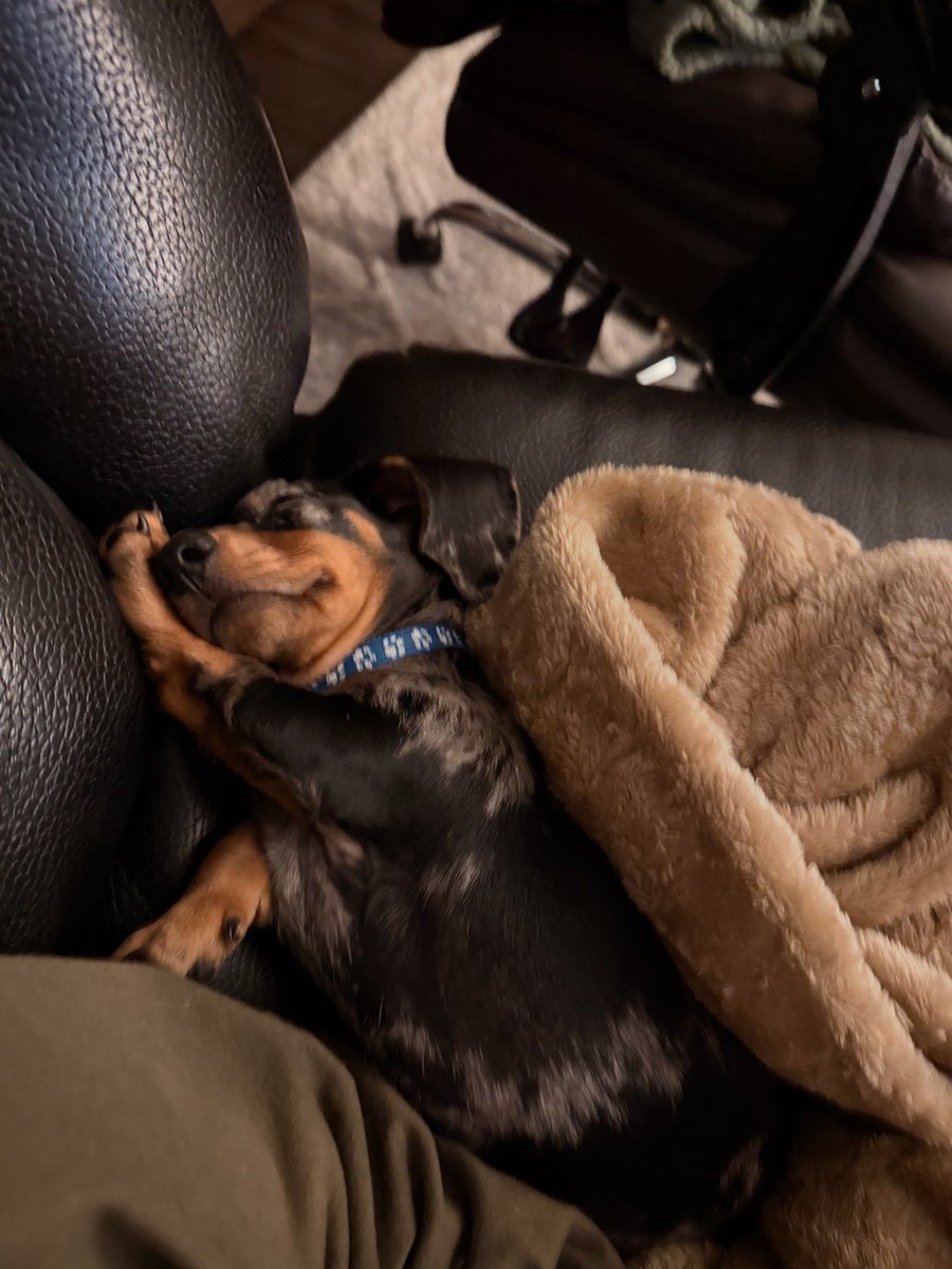dachshundbonus's tweet image. [PRI]Good night 😴 @RockyyBowBoa #dachshund #doxie #dog #puppy #cute