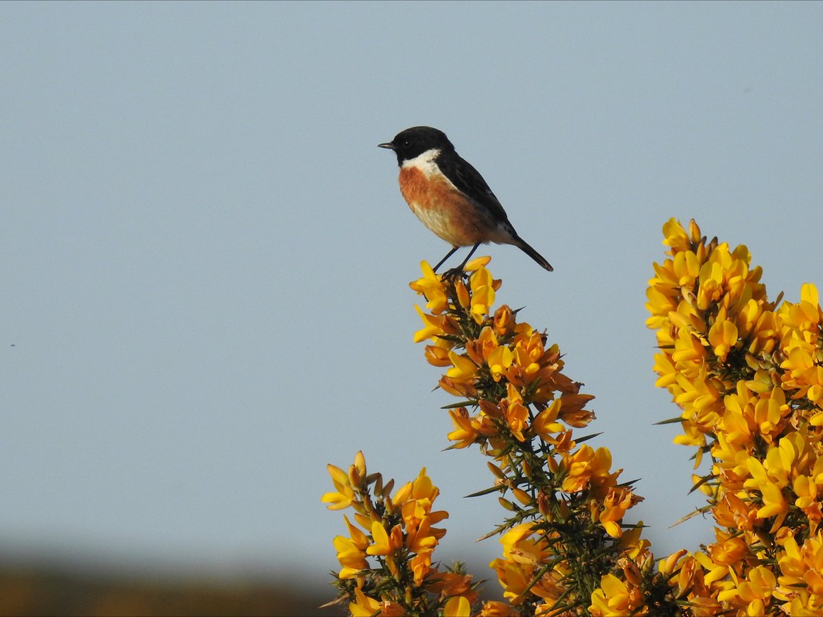 southdevonbirds's tweet image. Grasshopper Warbler reeling and showing intermittently (dif area to Monday's birds) was the highlight of a whizz around the lower Dartmoor pits this morning. Also 3 Cuckoo, Tree Pipit, 15+ Willow Warbler, Swallow etc #patchbirding #patch10km #birding #ukbirding #birds