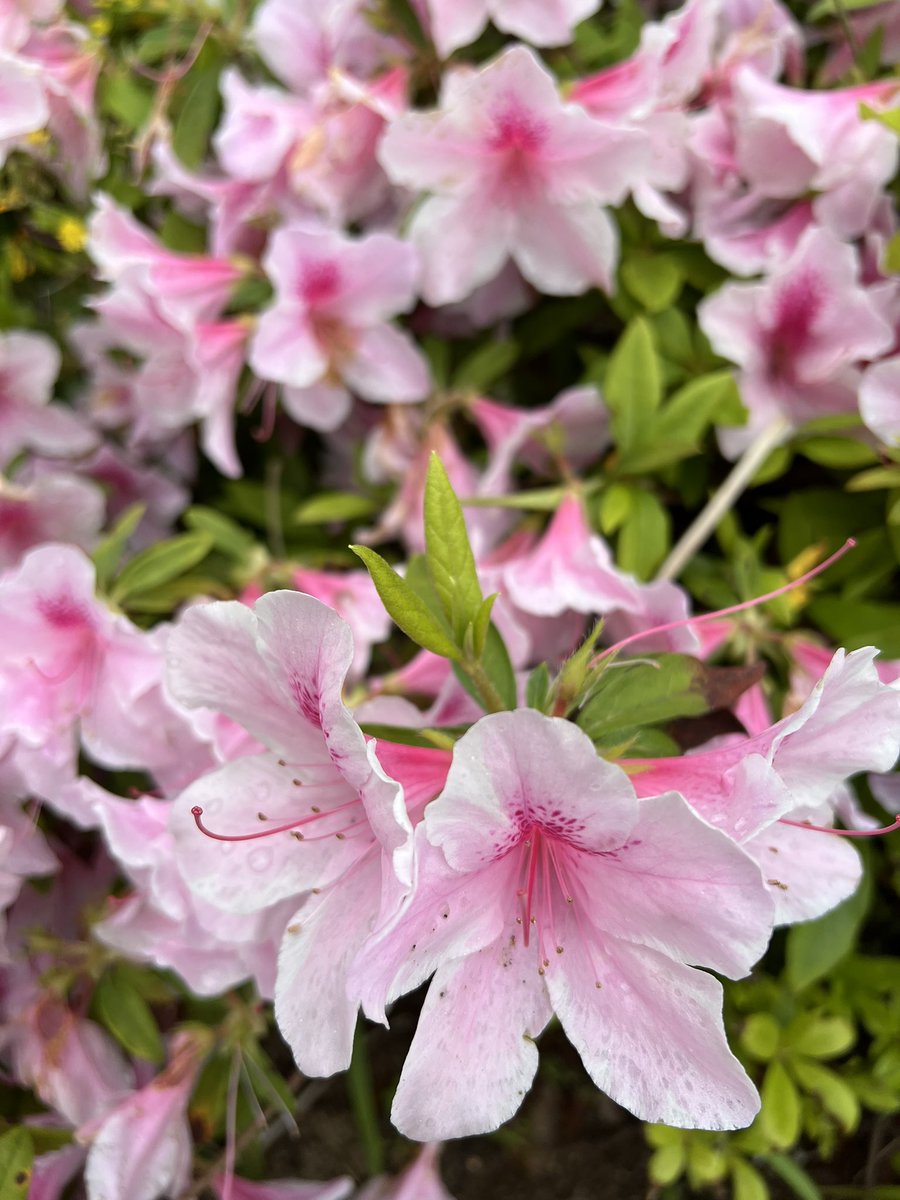 Daisuke, tweet media