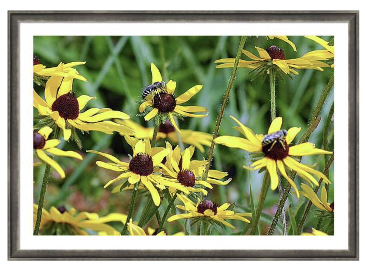 shonna99784's tweet image. This vibrant photograph captures a flourishing cluster of Black-eyed Susans (Rudbeckia hirta) in the height of a summer bloom. Against a soft, lush backdrop of mea… 🛒 ⬇️ 

Black-Eyed Susan Wildflowers With Busy Bees shonnahawkinsphotography.com/featured/black…

#BlackEyedSusan
#Wildflowers
#Bees