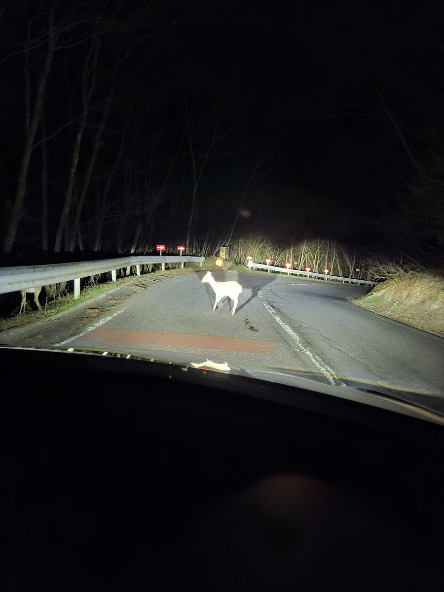 ぴょんきち tweet media