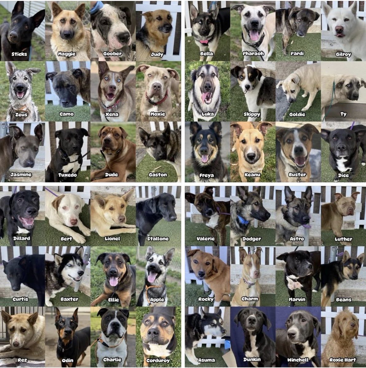 I’ll make as many posts as I can with bio links and photos. If you’re anywhere near Modesto and can foster or adopt go there. Don’t wait. They need you. (2/2)