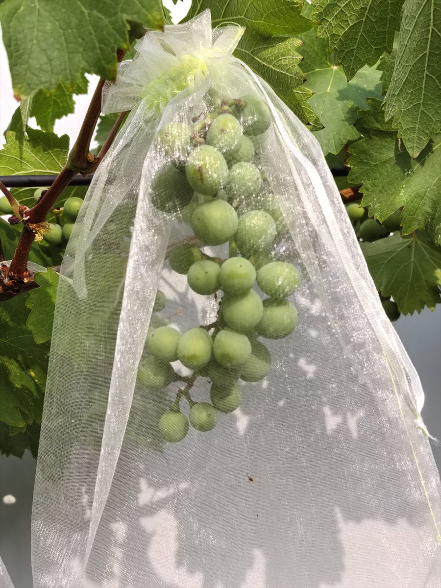 SarahViau4's tweet image. Taste Test: Organic Cherry Tomatoes vs. Regular!   Juicy burst Organic wins—sweeter, brighter, no waxy aftertaste. Regulars Sturdy for salads, but flavor fades fast.  Pro tip: Grab organic for snacking, regular for cooking!  #FoodReview #FreshProduce #EatSmart