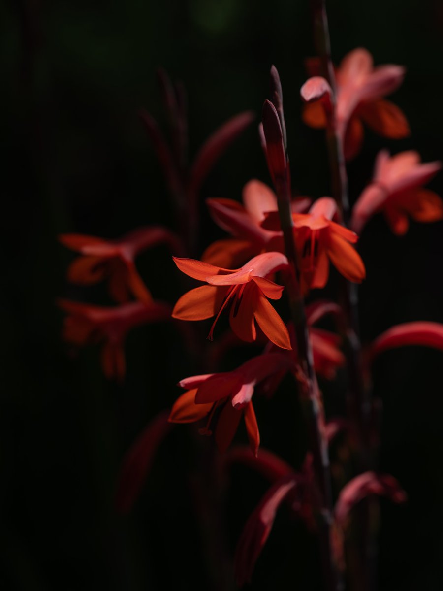 AZ31968560's tweet image. 春の焔

#walking 
#Nikon