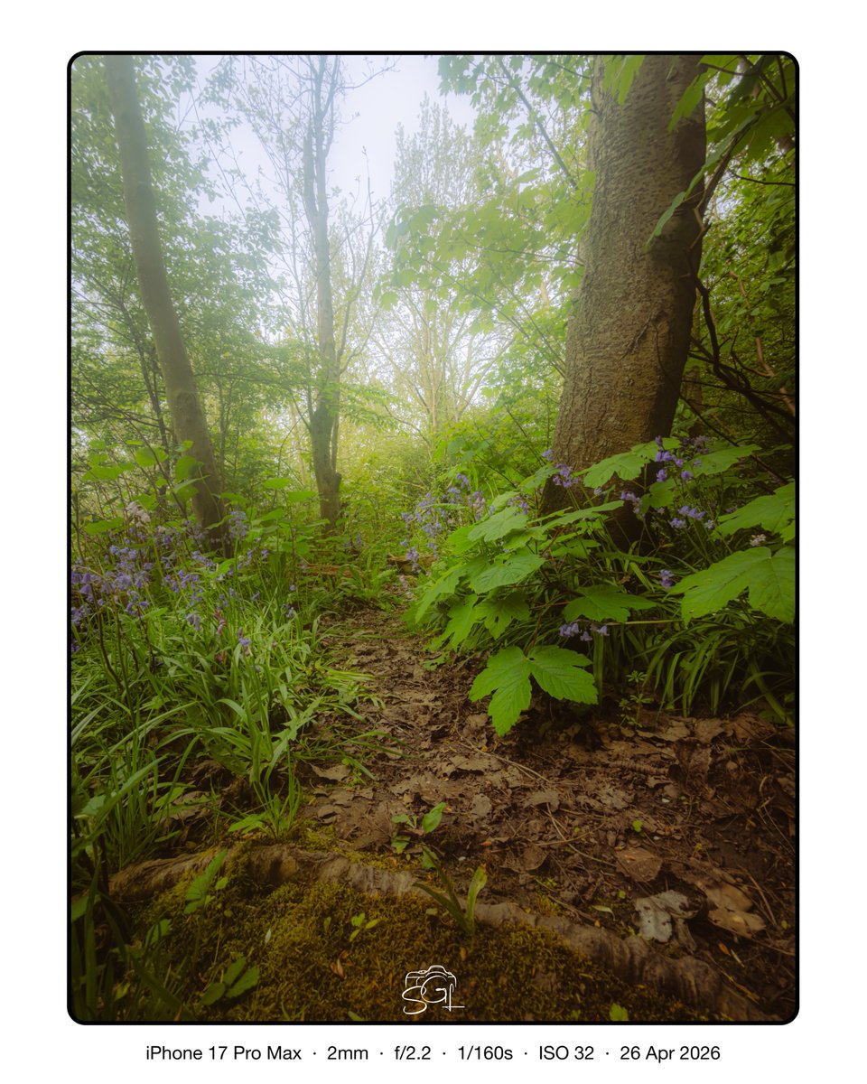 SglSimon's tweet photo. A big greasy fingerprint over one of the lens on my phone really changes the dynamic of the picture… almost looks dream like in the woods today #TreeClub 

As Bob Ross would say, “a happy accident” https://t.co/ajvF8hrxUv