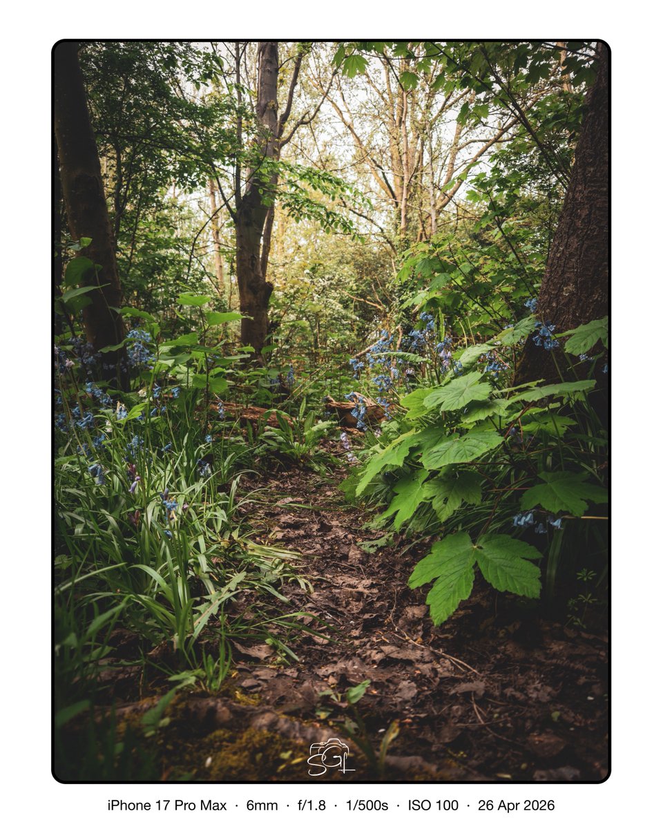 SglSimon's tweet photo. A big greasy fingerprint over one of the lens on my phone really changes the dynamic of the picture… almost looks dream like in the woods today #TreeClub 

As Bob Ross would say, “a happy accident” https://t.co/ajvF8hrxUv