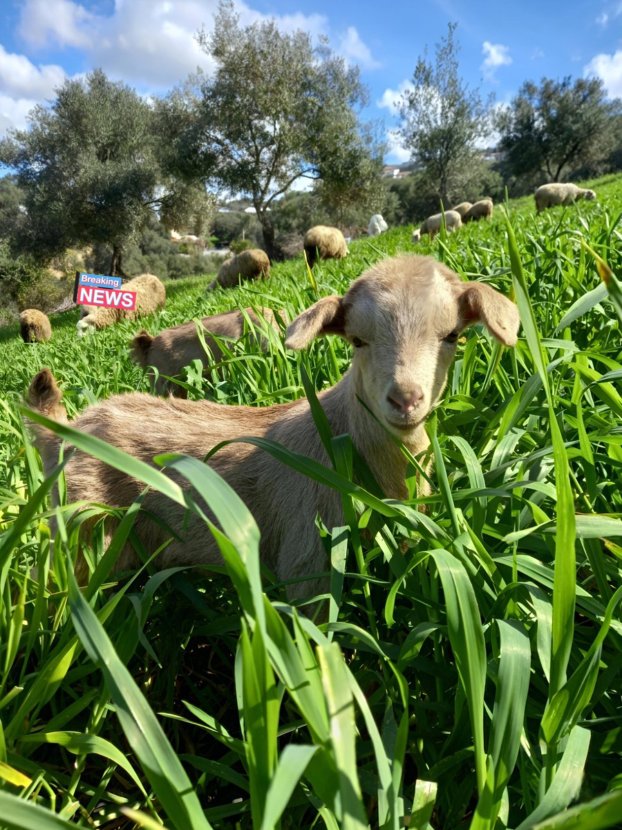 ZORO🌱⃤ tweet media