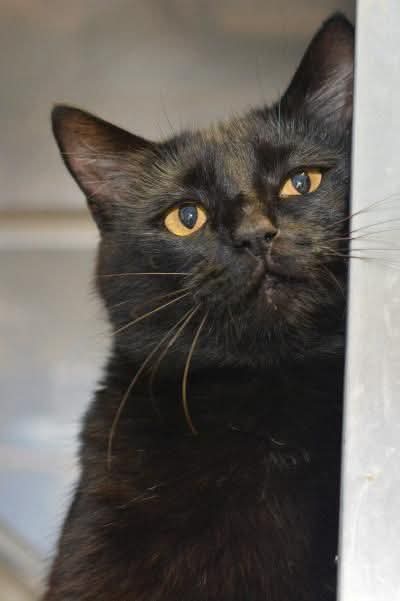 Nimra Shahzadi ❣️ tweet media