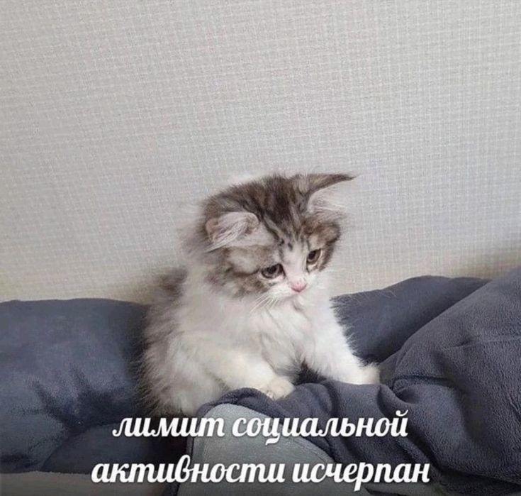 cats, i love cats tweet media