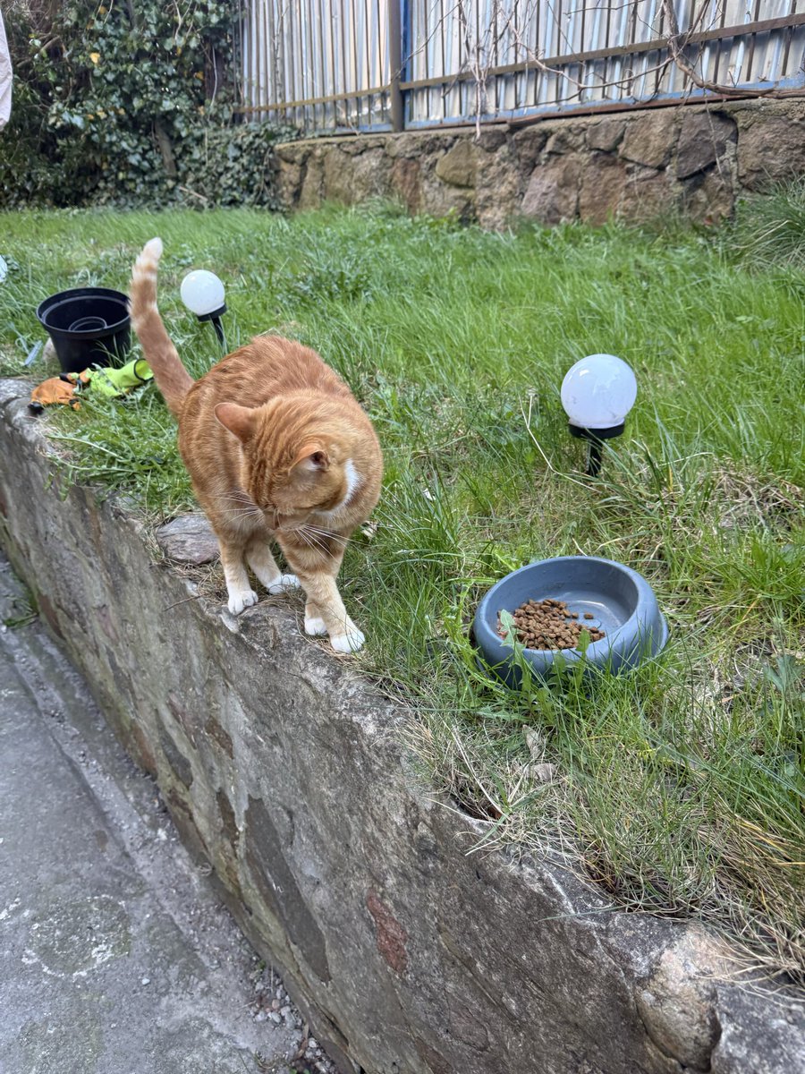 piotr_makowiec's tweet image. Stary Libek poszedł do #Lidl w  @gdansk #GDN  #Wrzeszcz oddał  butelki i kupił Lawendę 😎i #Rudy sąsiadki przyszedł 🤓#weekend #Wiosna ☀️☀️☀️