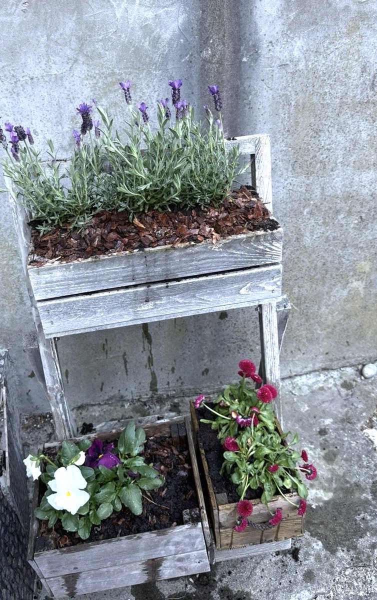 piotr_makowiec's tweet image. Stary Libek poszedł do #Lidl w  @gdansk #GDN  #Wrzeszcz oddał  butelki i kupił Lawendę 😎i #Rudy sąsiadki przyszedł 🤓#weekend #Wiosna ☀️☀️☀️