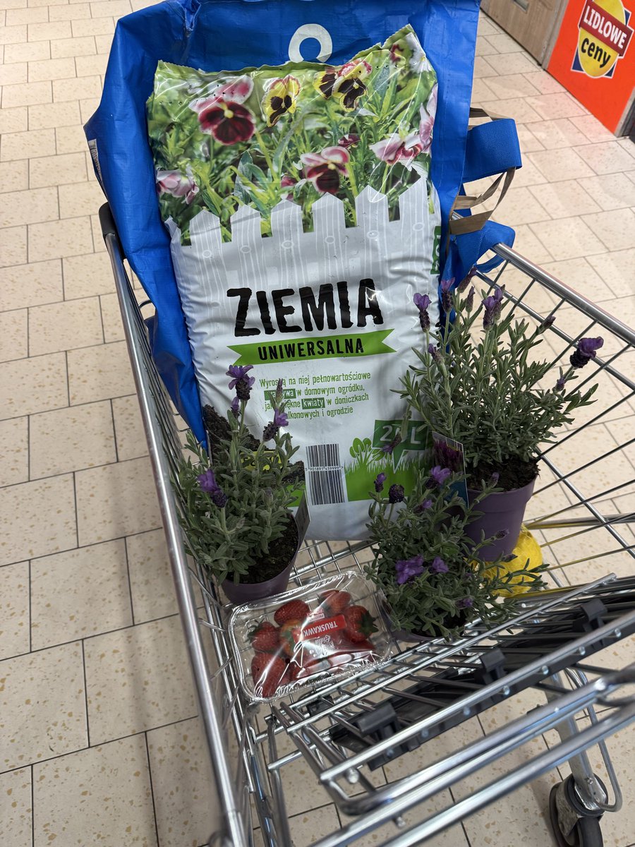 piotr_makowiec's tweet image. Stary Libek poszedł do #Lidl w  @gdansk #GDN  #Wrzeszcz oddał  butelki i kupił Lawendę 😎i #Rudy sąsiadki przyszedł 🤓#weekend #Wiosna ☀️☀️☀️