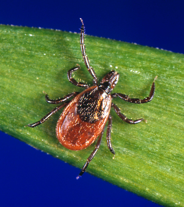 US doctors are warning of one of the worst tick years in a decade. 

Tick-borne disease isn't just a tick problem. It's a broader ecology problem.

Black-legged ticks don't hatch infected. They pick up Lyme primarily from white-footed mice, which infect 40-90% of the ticks that