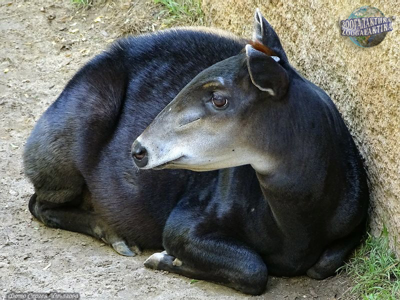 Наблюдатель✗ tweet media