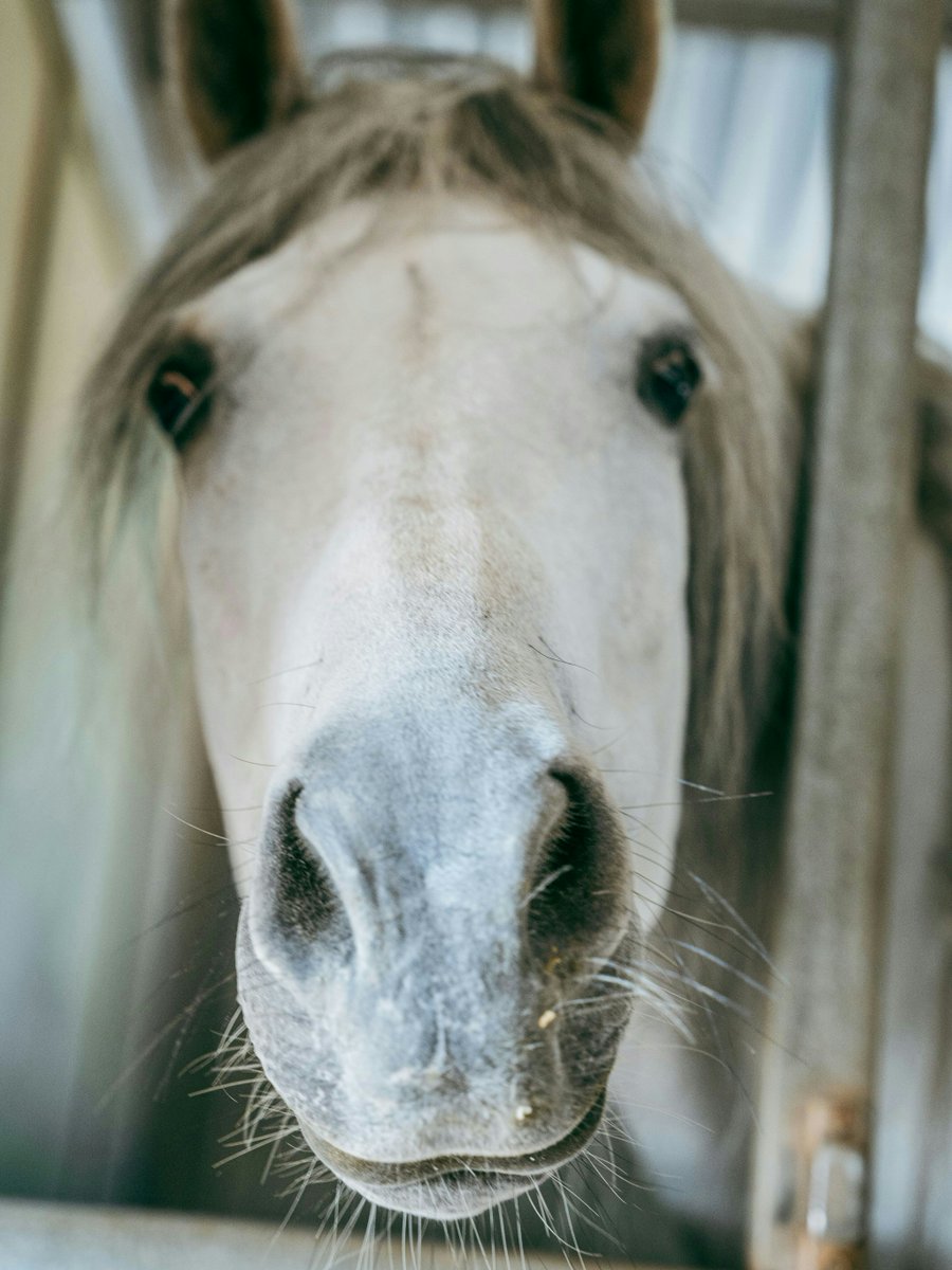 Visit_Palmdale's tweet image. Lazy T Ranch = the best-looking working horse ranch in Antelope Valley! Enjoy riding lessons, boarding, or hosting events. Not ready to ride? Visit with snacks to hang out with nearly 70 horses and enjoy the scenery. 

#Horses #AntelopeValleyRide #HorseRanch #LazyT #VisitPalmdale