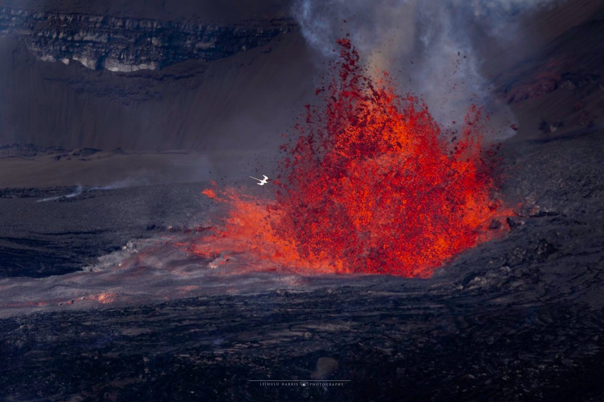 808constituent's tweet photo. 🌺✨ Behold the Koa’e Kea soaring through the fire and fury of Kīlauea’s eruption! ✨🌺

In these breathtaking pics from Leihulu Harris, the majestic white-tailed tropicbird (Koa’e Kea) dances on the winds of Pele herself — pure white wings streaked with black, those iconic ribbon-like tail feathers streaming like ancestral banners, gliding effortlessly over rivers of molten lava during Episode 45. Amid the raw power of creation, this native seabird reminds us: beauty thrives even in the heart of the volcano. 🪶🌋

In Hawaiian culture, the Koa’e Kea carries deep spiritual mana. It is the kinolau (body form) of Chief Punaʻaikoaʻe of Oʻahu — a moʻolelo of love, exile, and sanctuary. Legend tells of a woman who transformed into this graceful bird to stay forever near her lost fisherman love, symbolizing eternal loyalty, unbreakable bonds, and the soul’s unwavering return home to the ʻāina. Many see them as spiritual guides, messengers between realms, leading wayfinders back across the vast Pacific. They mate for life, returning year after year to the same rocky nests in crater walls — a living symbol of devotion amid Pele’s ever-changing world. ❤️🕊️

Next time you spot one overhead, pause and feel the connection. The Koa’e Kea isn’t just a bird… it’s a living reminder of resilience, love, and the sacred ties in these islands.

Who else has been blessed by their flight during the eruption? Drop your sightings below! 👇
#BirdsOfHawaii 🇺🇸🌺🪶