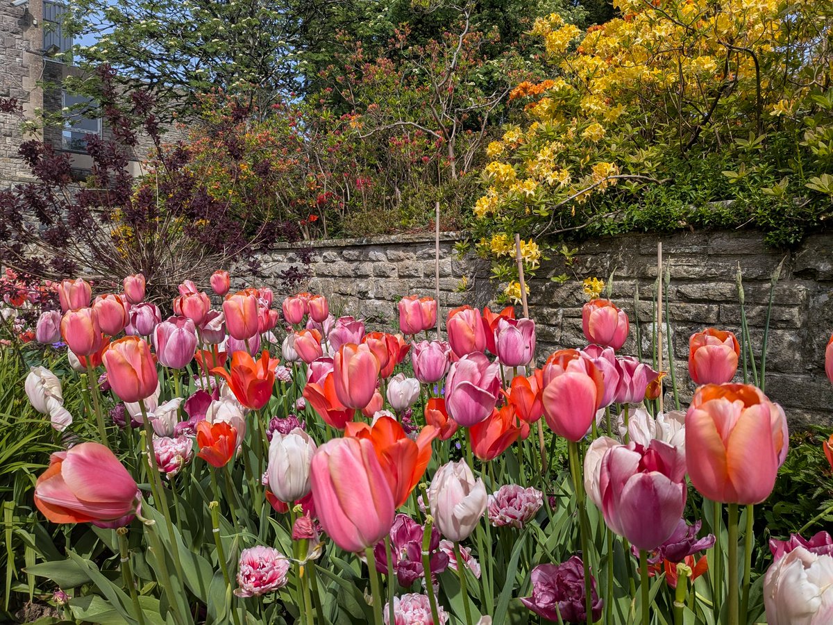 glynn_adams's tweet image. Nice colours at kilver court gardens today here in #somerset. 
A cloudier day but still very pleasant 🌥️, max temp around 18.5c at Yeovilton.
