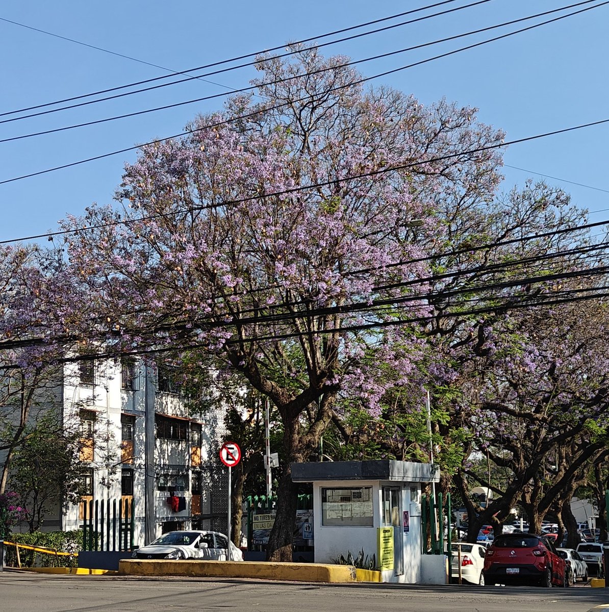 vitergraphy's tweet image. #street #photography #jacaranda