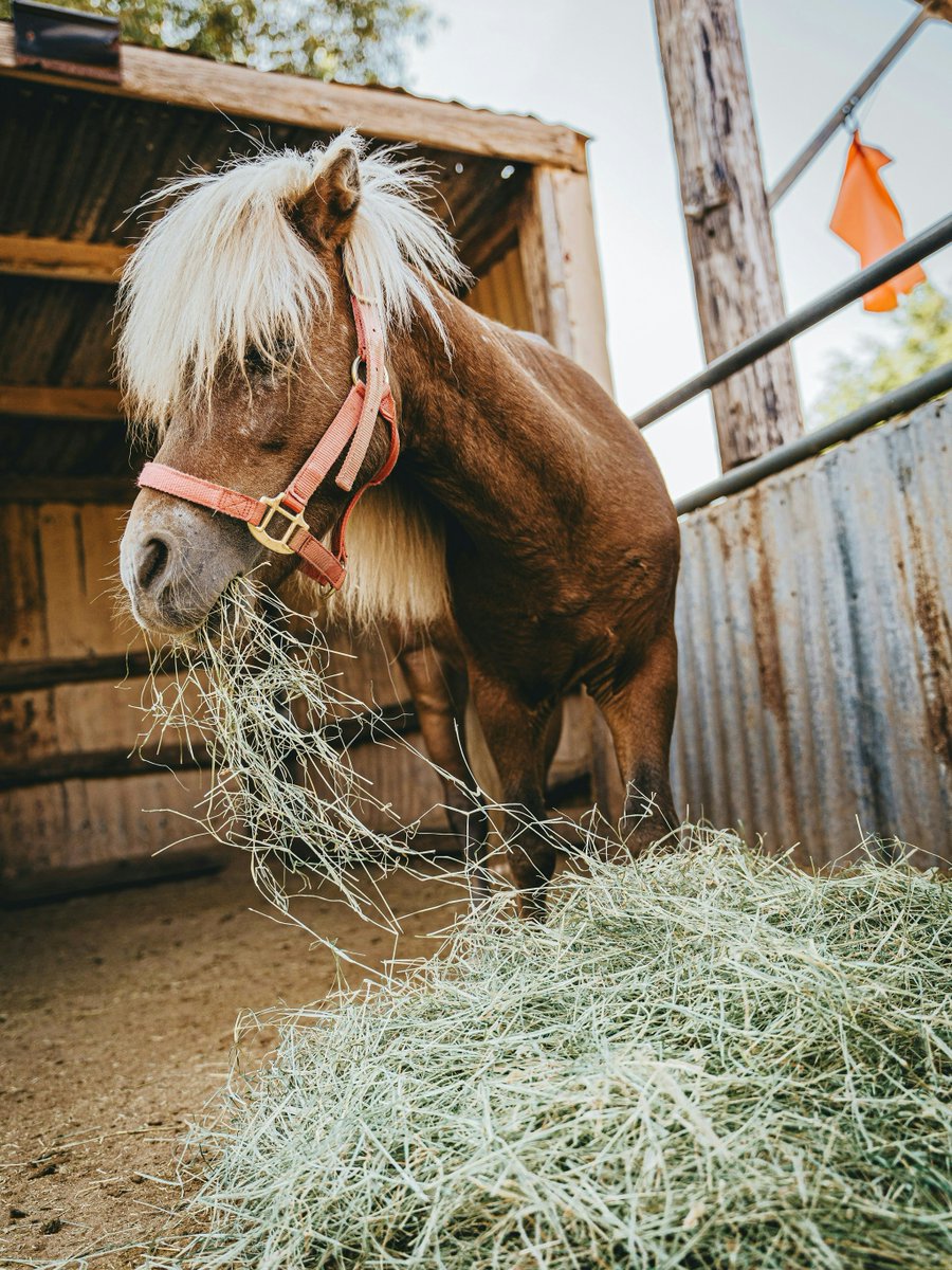 Visit_Palmdale's tweet image. Lazy T Ranch = the best-looking working horse ranch in Antelope Valley! Enjoy riding lessons, boarding, or hosting events. Not ready to ride? Visit with snacks to hang out with nearly 70 horses and enjoy the scenery. 

#Horses #AntelopeValleyRide #HorseRanch #LazyT #VisitPalmdale
