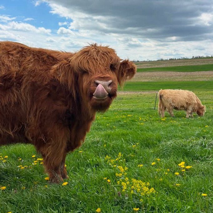 Cow of the Day🐮 tweet media
