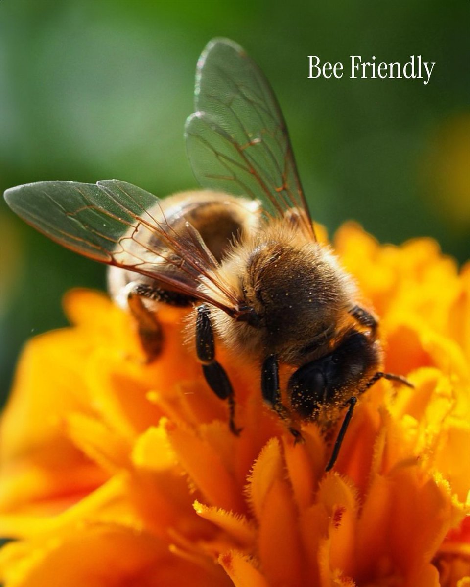A healthy garden doesn’t stop at your plants. 🐝

What’s happening around them matters just as much, especially when it comes to pollinators that keep everything moving and productive. 🌿

Bees aren’t just visiting, they’re doing the work that allows flowers to set, fruit to