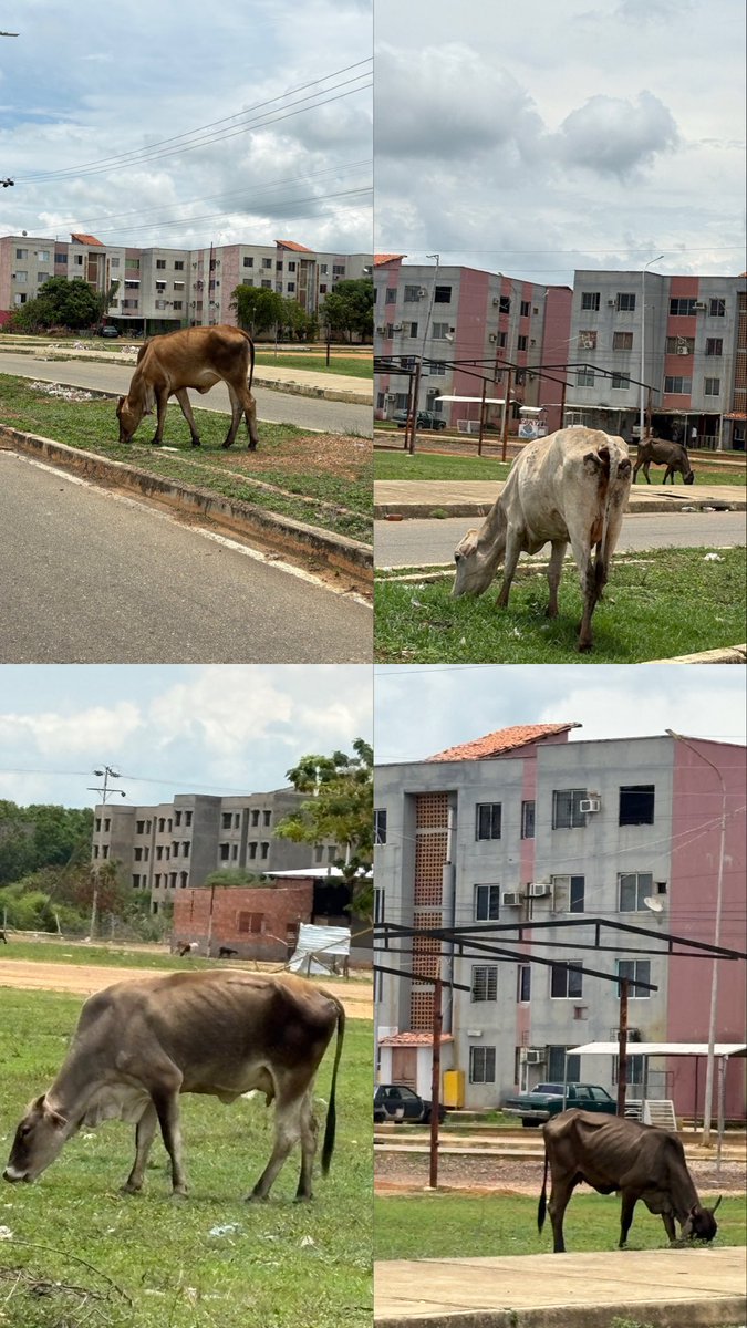 racolmenarez's tweet photo. Vacas y apartamentos… https://t.co/BADM7H1RRB