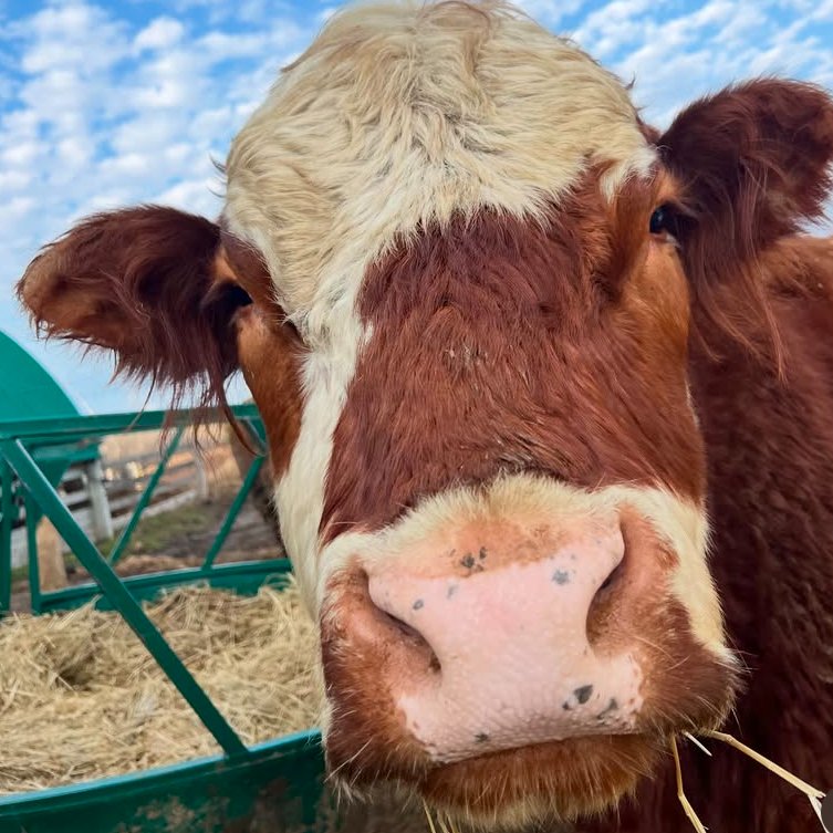 Cow of the Day🐮 tweet media