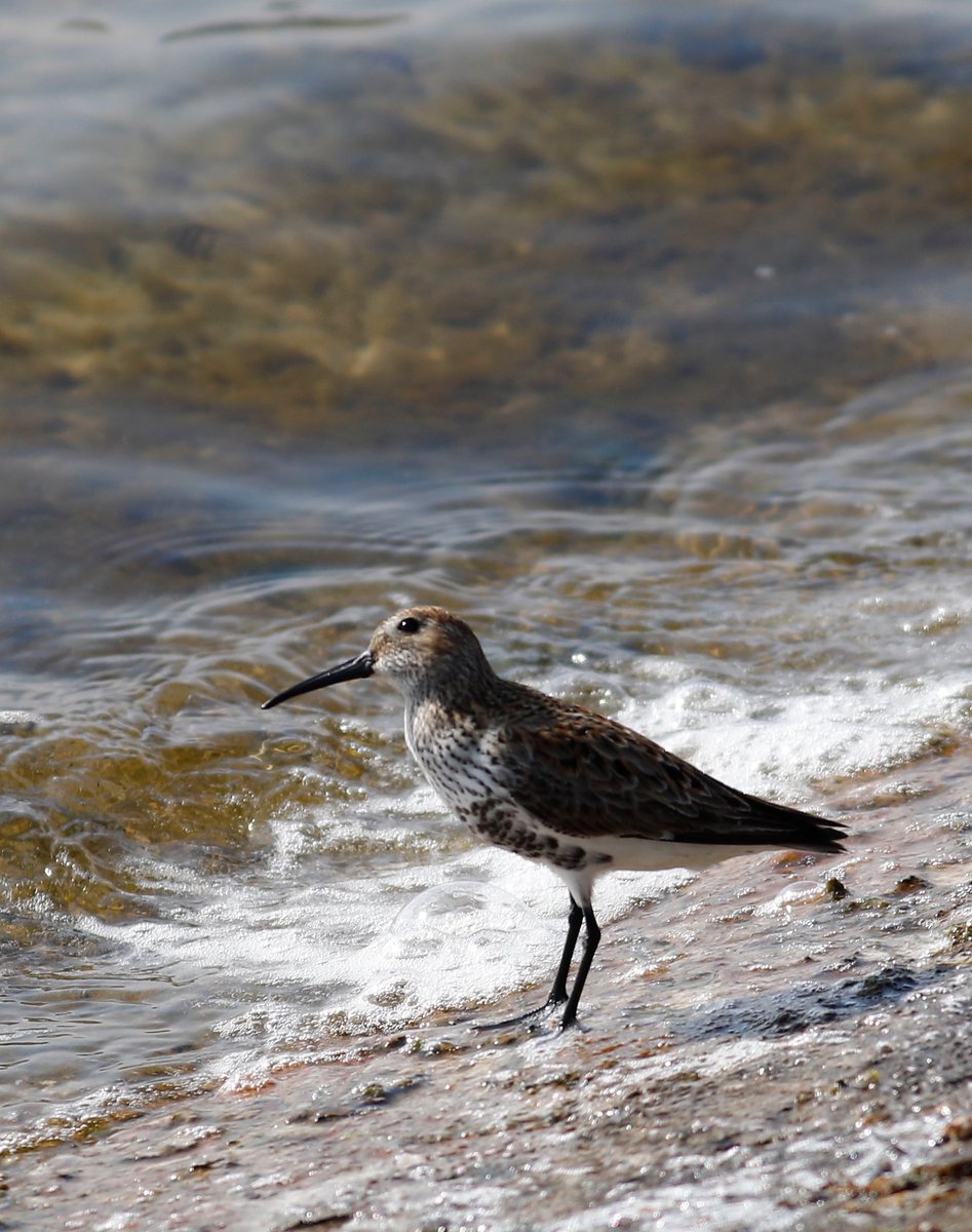 Dunlin at KGV today