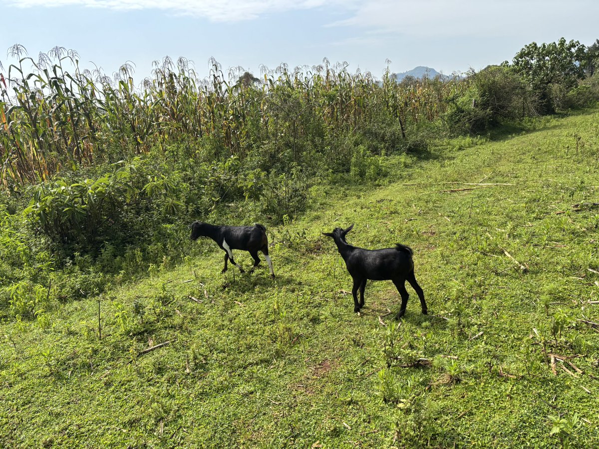 🍁RASTA MAN™🍁 tweet media