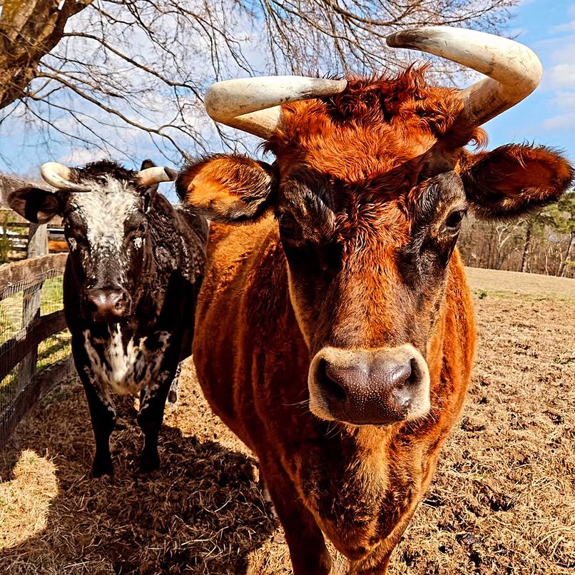 Cow of the Day🐮 tweet media
