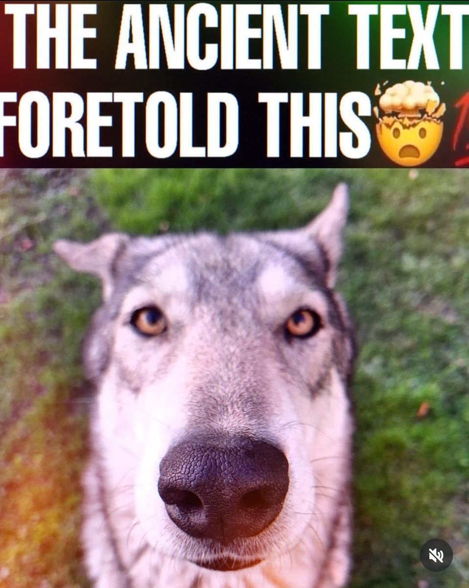FLOO 🐾🍉🔜 FURG '26 🥯 tweet media