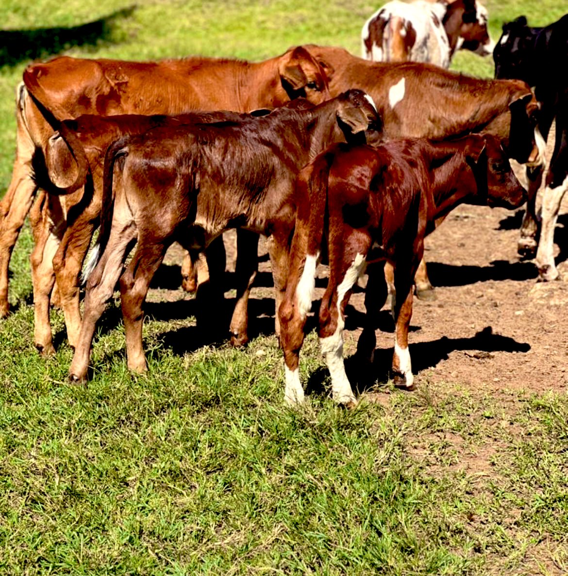 bless74617's tweet photo. Good night from Kivuna dairy farm 😍 https://t.co/jJNYtG9S4b