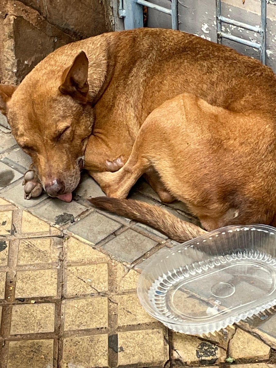 lerecalde's tweet photo. Hay un perrito abandonado sobre 22 de setiembre c/ Teodoro S. Mongelos hace varios días. Si me pueden ayudar para que pueda encontrar un hogar. https://t.co/opJZdwHVxJ