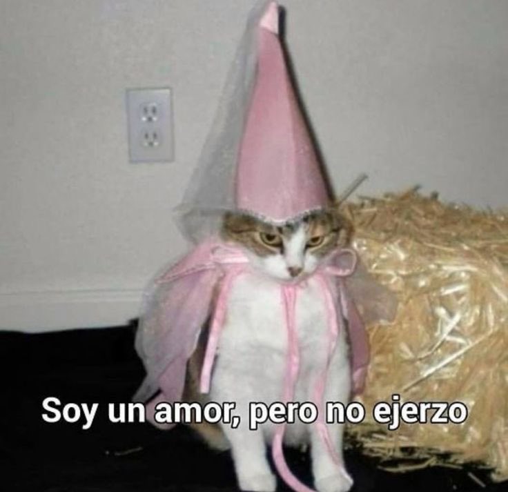 Lulitapax's tweet photo. Buen domingo, en alguna parte del mundo ya es lunes? https://t.co/rERqjIjkUM