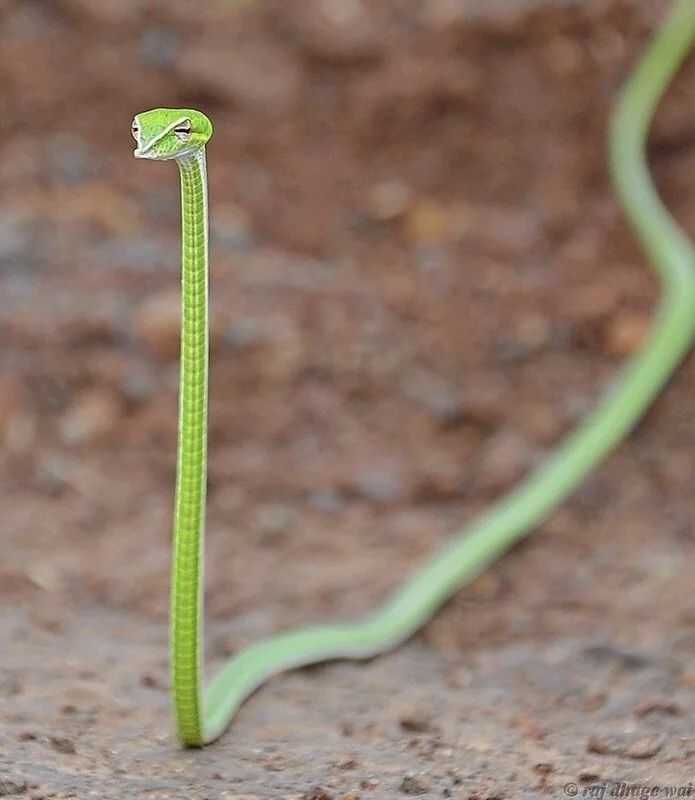 Nature is Amazing ☘️ tweet media