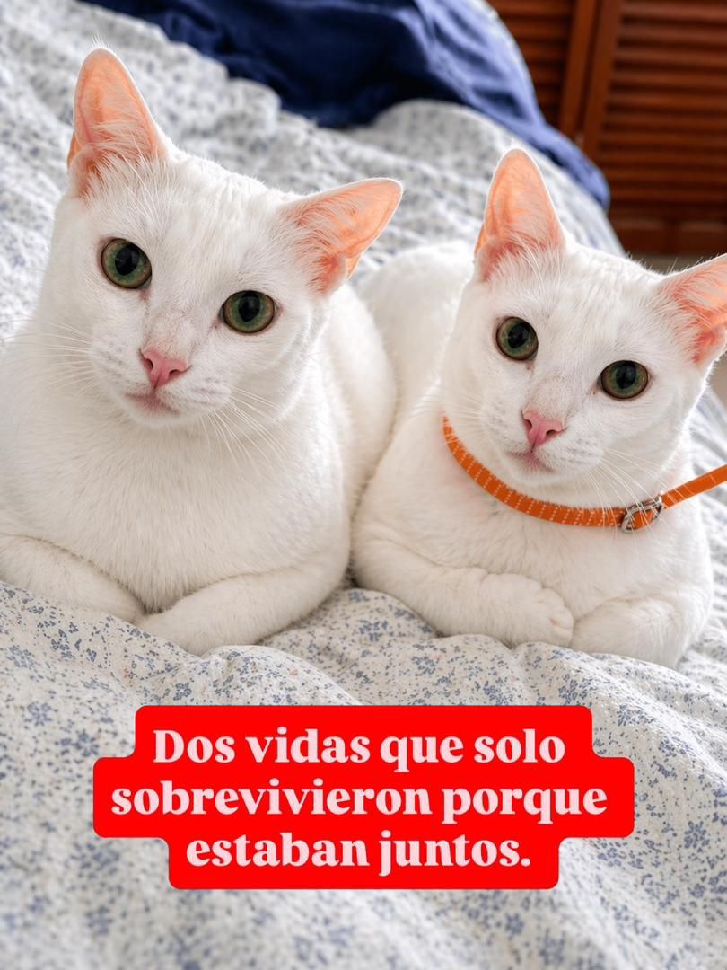 Son macho y hembra, muy cariñosos, aseados, usan arenero, comen gatarina y comida húmeda. Son temerosos al inicio, por todo lo que han vivido, por eso necesitan un hogar sin otras mascotas donde puedan sentirse seguros.
📷 Caracas
📷 0414 237 37 81
📷 Adopción responsable: