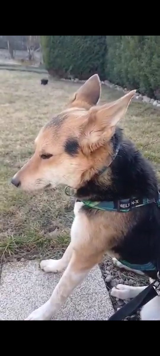 PP_now's tweet image. Tutaj Plutuś ❤️❤️❤️ w trakcie medytacji. #Zen :)))