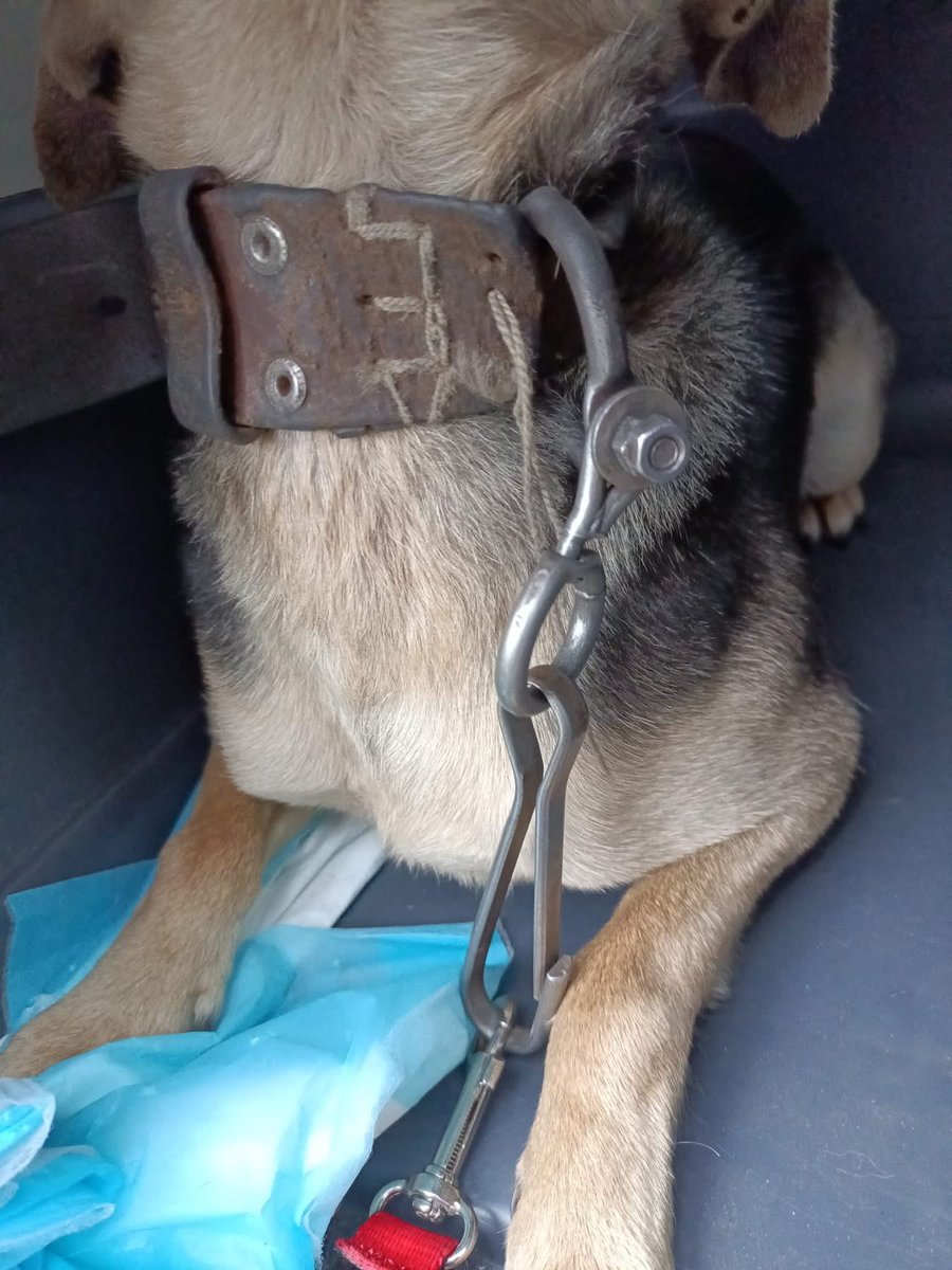 Bracia Mniejsi Kocham i ratuję tweet media